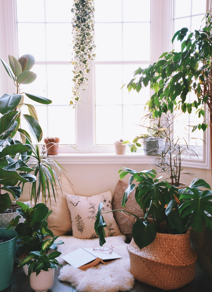 Beautiful home space with house plants for environmental wellness
