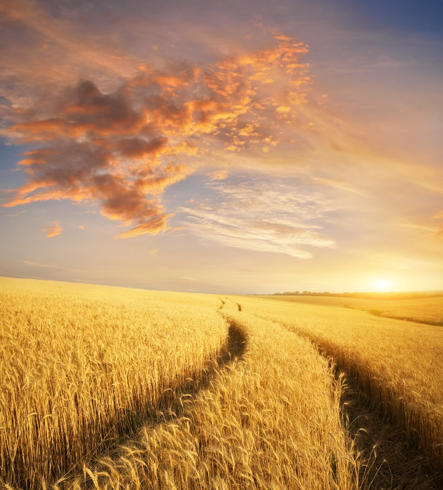 Beautiful sunset on a wheat farm depicting spending time outdoors in nature